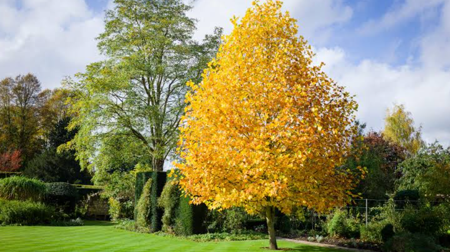 First growing trees in UK landscape