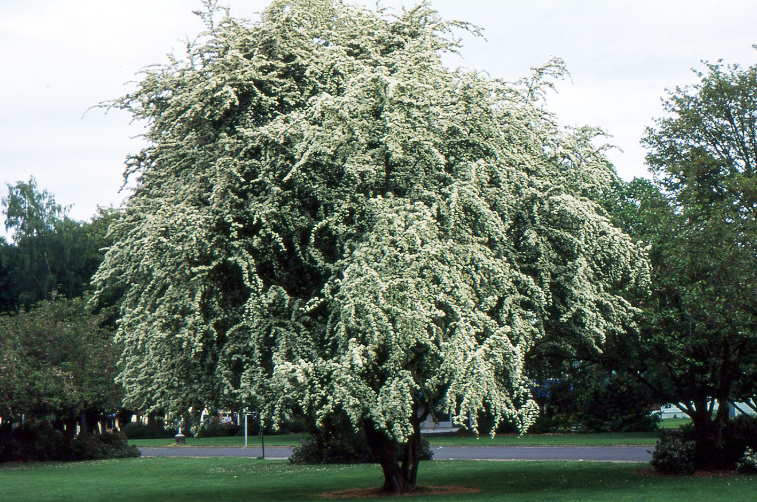 Common Hawthorn (Crataegus monogyna) in the landscape