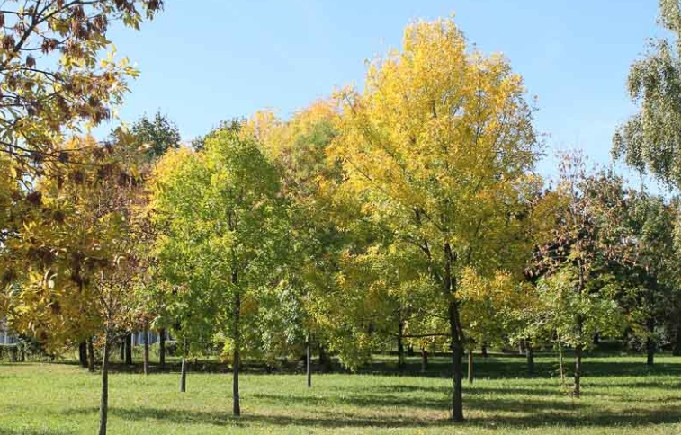 Fast Growing Trees in Ontario Landscape