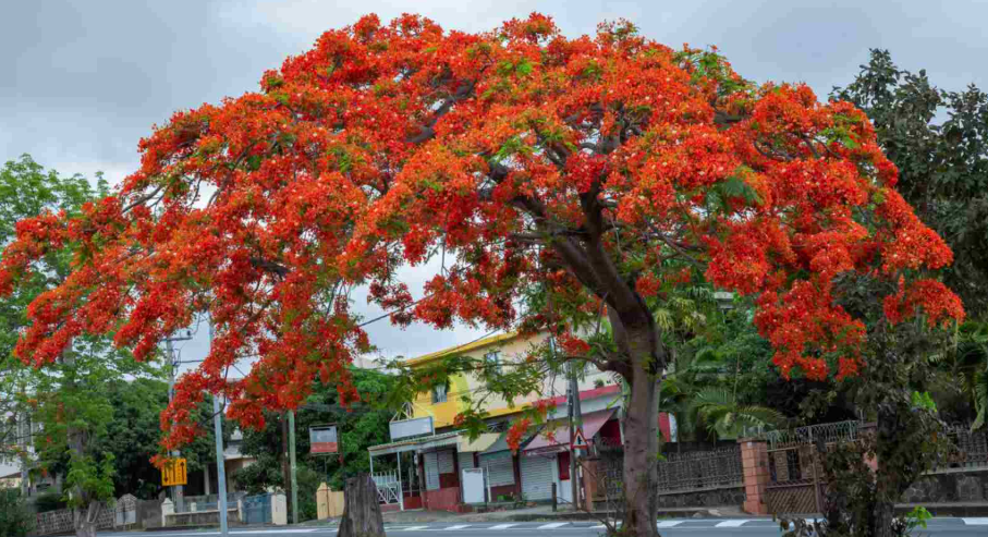 Tree in Quebec's Landscape