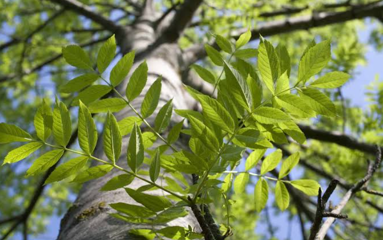 Ash tree in California landscape