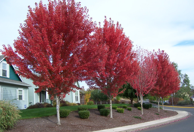 Fast Growing Trees in the Alberta landscape