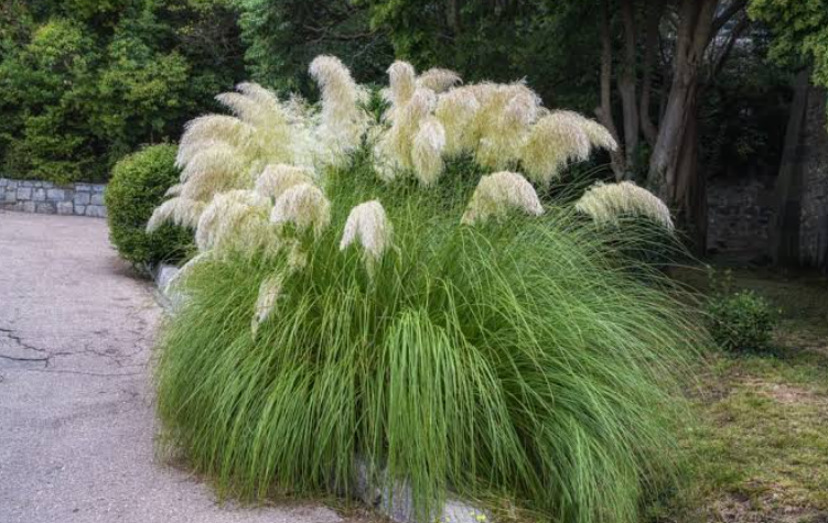 An Ornamental grass with white flowers