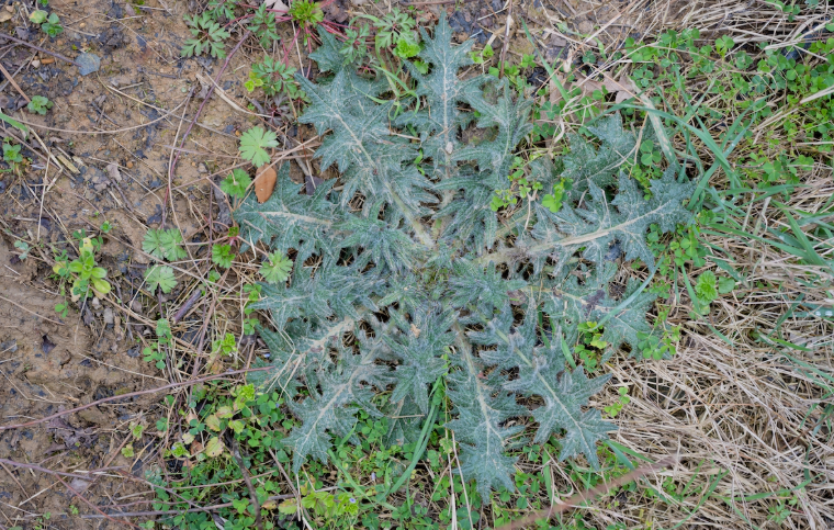 Weeds With Thorns And Prickles