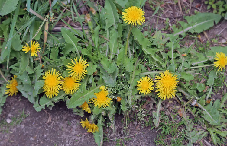 Weeds that look like dandelions
