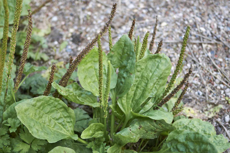 Edible Weeds in the australian landscape