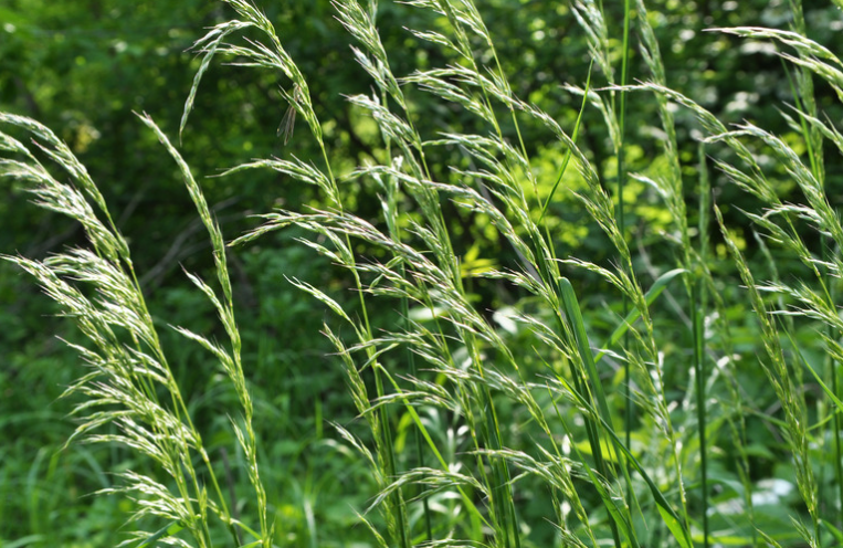 Lawn Weeds That Look Like Wheat