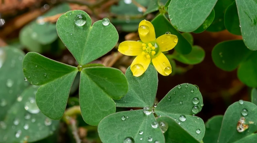 Lawn Weed With A Clover Leaf