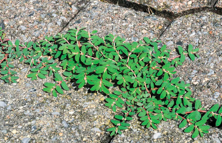 Weeds with milky white sap