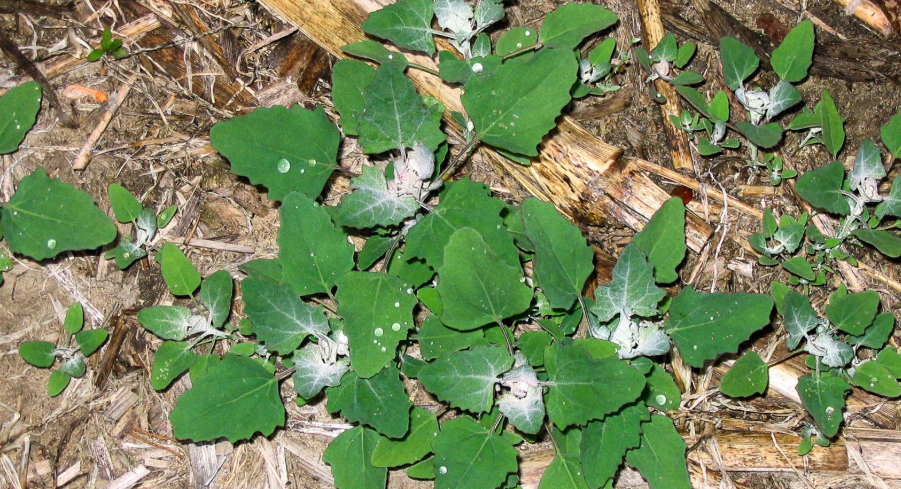 Weeds With Large Leaves 