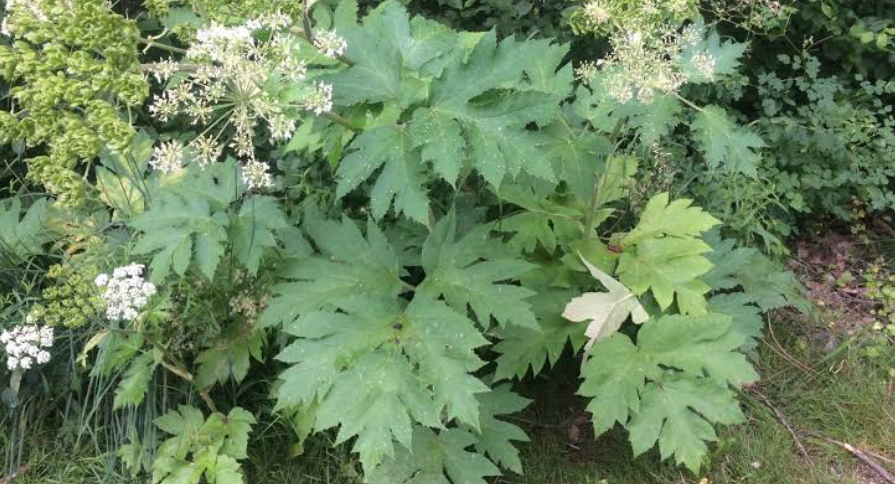 Weeds That Cause Skin Irritation