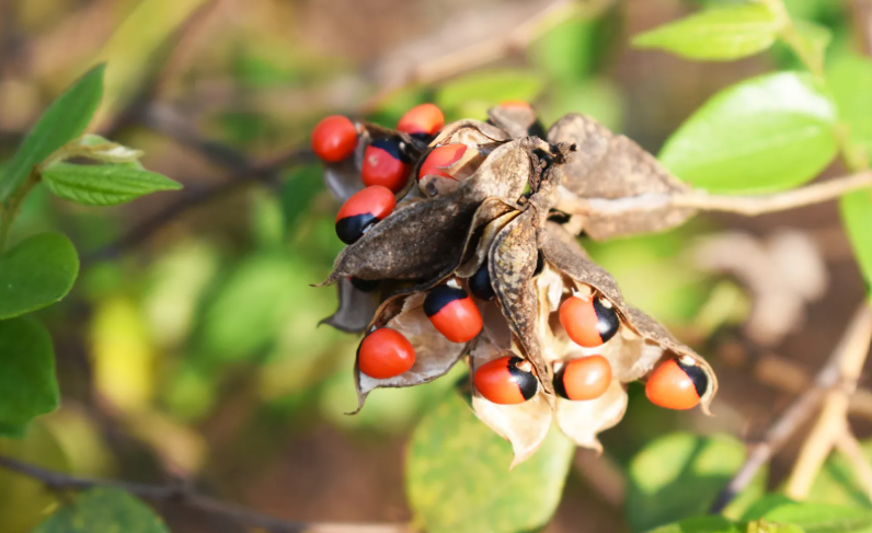 Deadliest Plants In the World