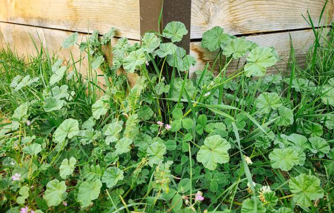 Weeds for animal feed 