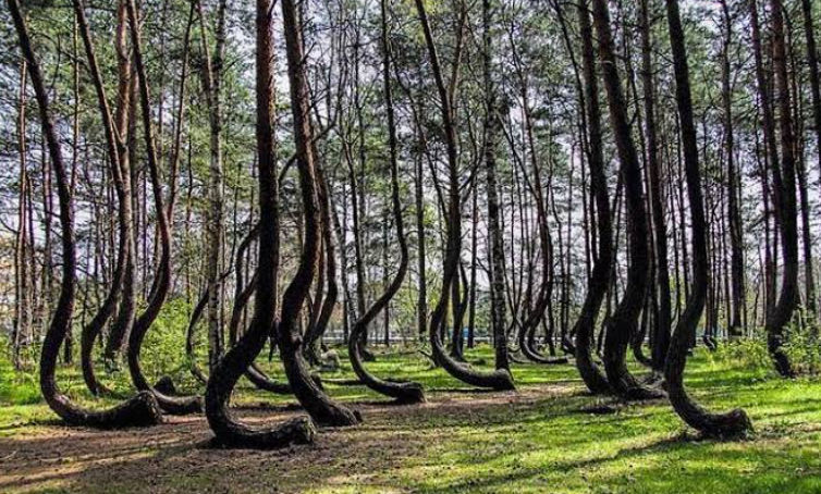 Trees growing Eerie or Weird 