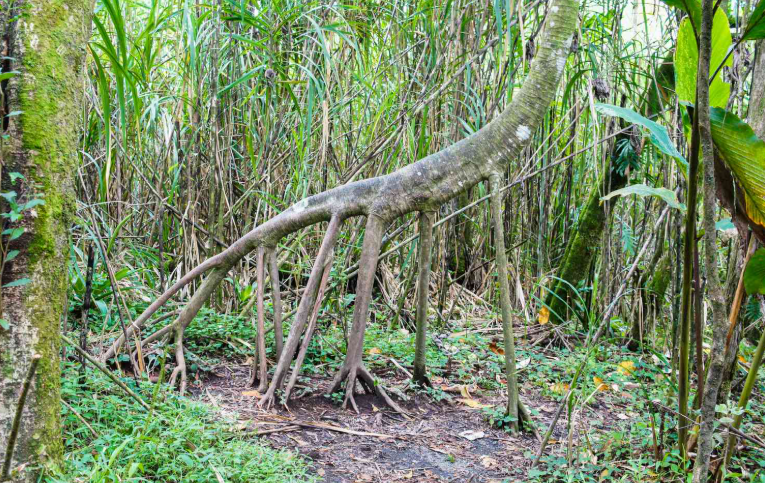 Creepy Trees That Appear to Devour