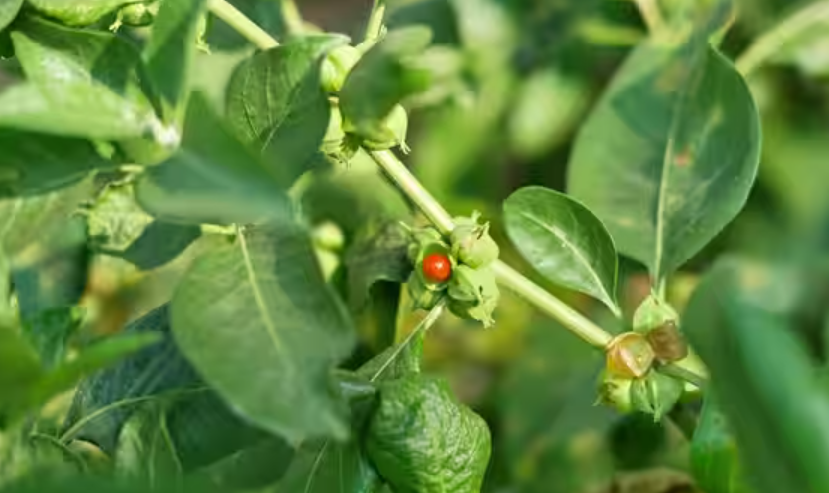 Ashwagandha Plant in a garden in Ohio