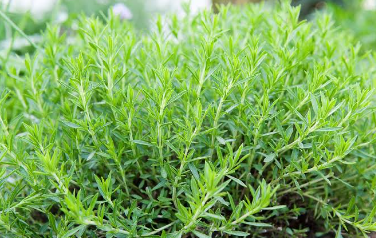 Tarragon Plants in california