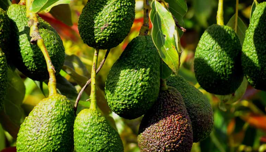 Cold tolerant avocado variet in Ohio