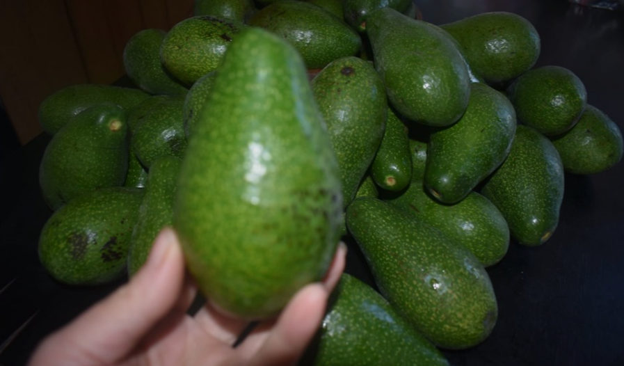 Harvested Duke Avocado