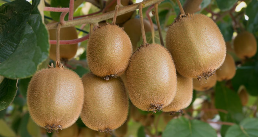 Kiwi Fruits on a tree in California