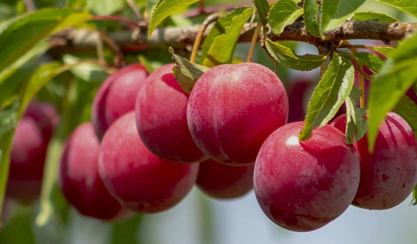 Apples in Minnesota