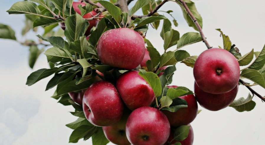 Apple tree in Minnesota 