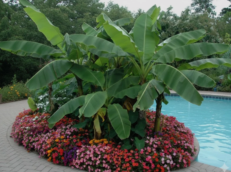 Banana Tree in Minnesota 