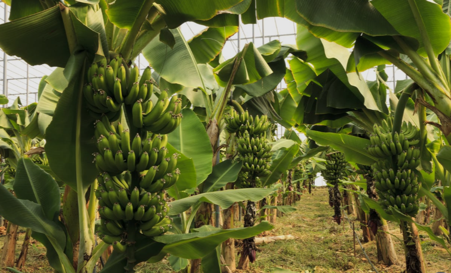 Banana Trees in Carlifonia