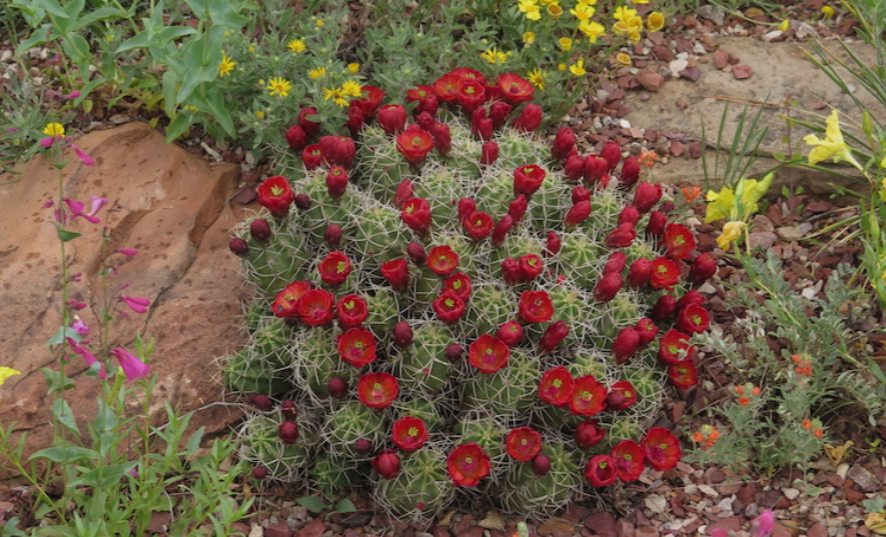 Cold hardy cactus in a garden in Maine