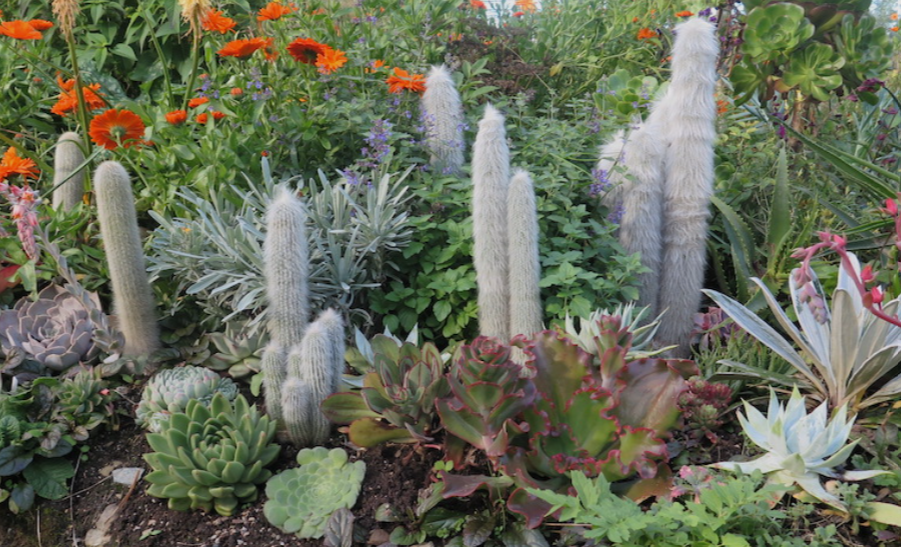 Cold Hardy Cactus in a garden in Minnesota