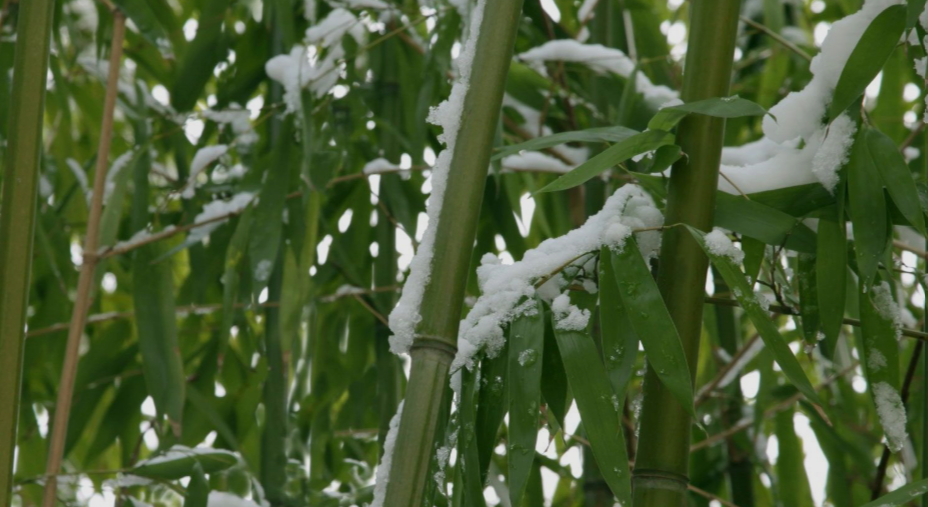 Cold-hardy bamboo in Alaska