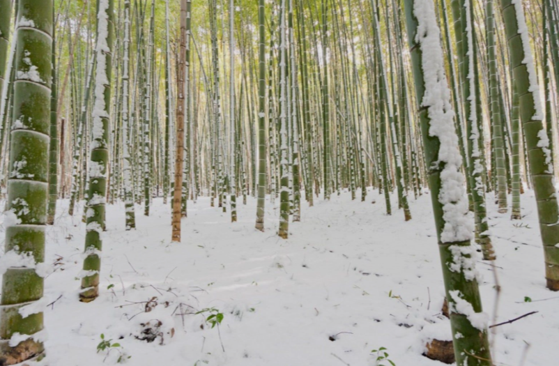 Cold-hardy bamboo in Minnesota
