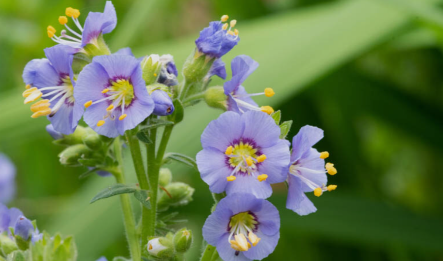 Jacob’s ladder plant, the most popular extremely cold tolerant plant