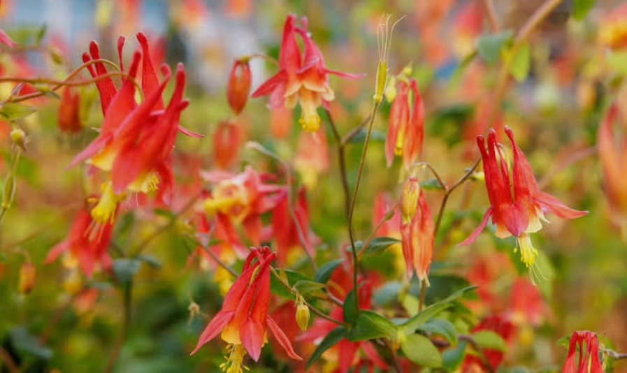 Columbine Flower, the most popular cold tolerant perennial plant