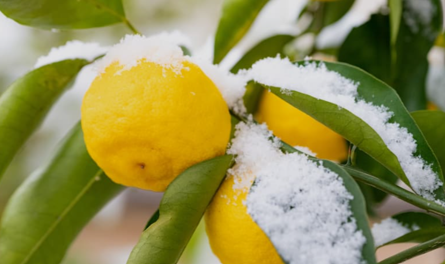 Cold Hardy Citrus Fruits in California