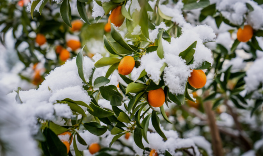 Cold Hardy Citrus Fruits in Arizona