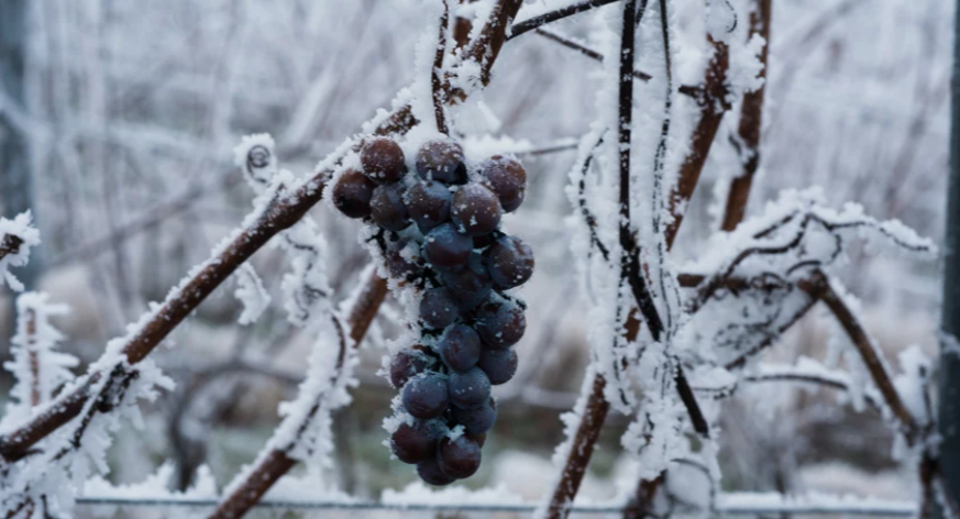 Frontenac Grapes in Minesota