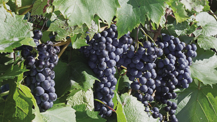La Crescent Grapes in Florida