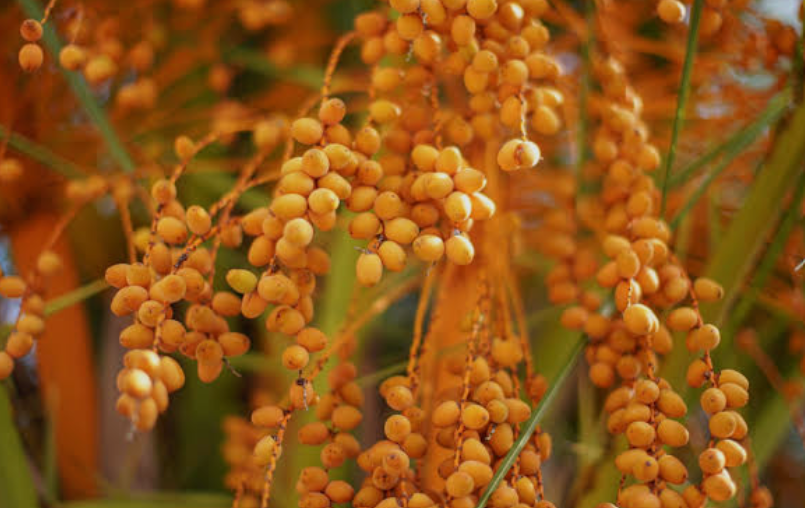 Yellow Palm Fruits