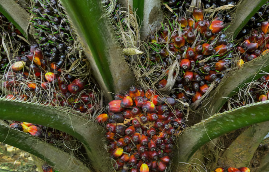 Palm Oil Fruit Clusters Growing on a Tree
