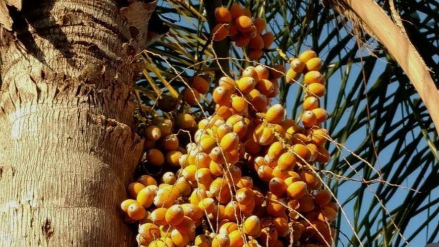 Edible Palm Berries growing on a tree in Florida
