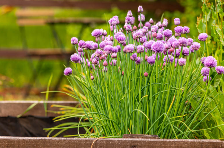 Chives in a yard in florida