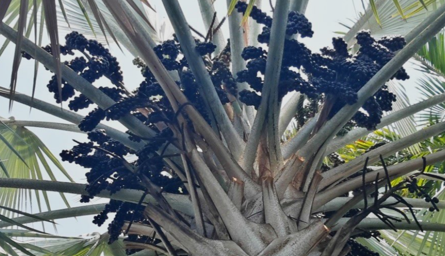 Edible Palm Fruits on a tree in Florida