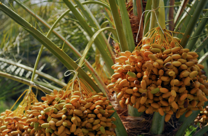 Palm Tree Berries on a tree in Florida