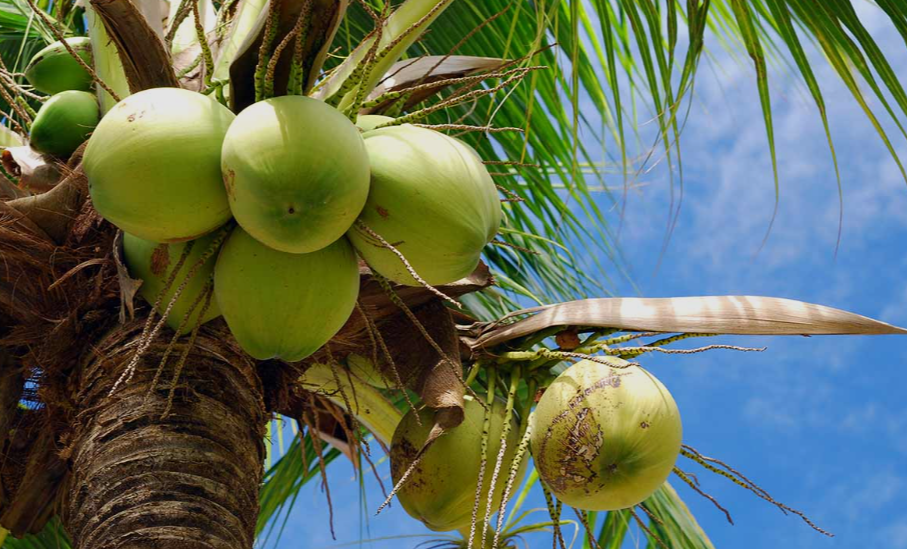 coconut palm tree 