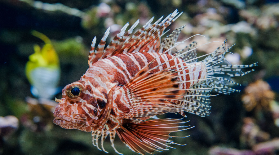 Poisonous Fish in Saltwater Aquariums