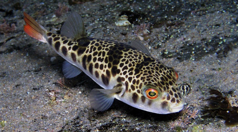 Toadfish, one of the most popular poisonous fish