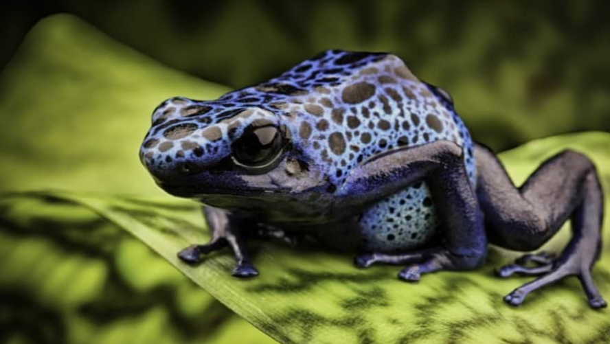 Most Popular Poisonous Frog Species