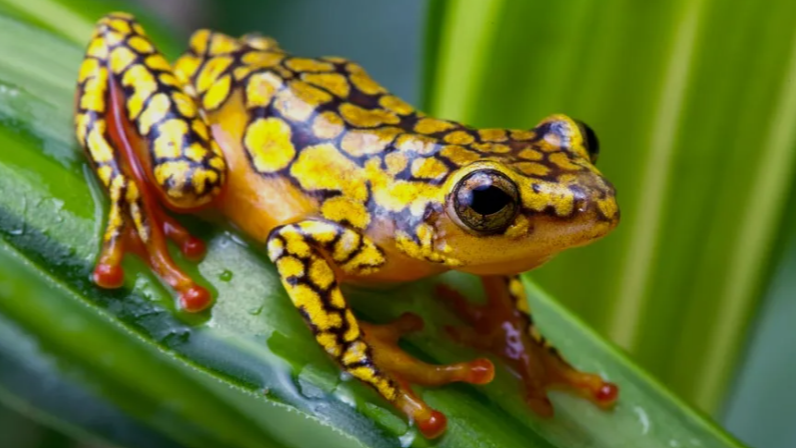 Poison Yellow Frog species