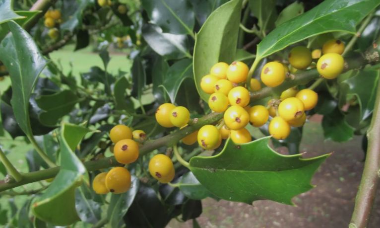 Yellow poisonous Berries